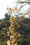 <img100*0:stuff/z/73640/Autumn%2520Upload%2520Page/i1263442500_39.jpg>