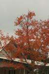 <img100*0:stuff/z/73640/Autumn%2520Upload%2520Page/i1263442500_40.jpg>