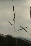 <img100*0:stuff/z/73640/Autumn%2520Upload%2520Page/i1263442500_41.jpg>