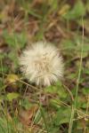 <img100*0:stuff/z/73640/Autumn%2520Upload%2520Page/i1263442898_1.jpg>