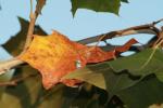 Autumn in Texas