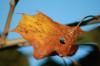 <img100*0:stuff/z/73640/Autumn%2520Upload%2520Page/i1263442898_11.jpg>