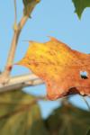 <img100*0:stuff/z/73640/Autumn%2520Upload%2520Page/i1263442898_3.jpg>