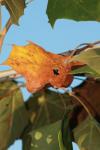 <img100*0:stuff/z/73640/Autumn%2520Upload%2520Page/i1263442898_5.jpg>