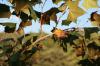 <img100*0:stuff/z/73640/Autumn%2520Upload%2520Page/i1263442898_6.jpg>