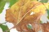 <img100*0:stuff/z/73640/Autumn%2520Upload%2520Page/i1263442898_7.jpg>