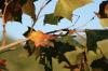<img100*0:stuff/z/73640/Autumn%2520Upload%2520Page/i1263442898_8.jpg>