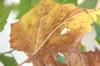<img100*0:stuff/z/73640/Autumn%2520Upload%2520Page/i1263442898_9.jpg>