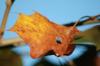 <img100*0:stuff/z/73640/Autumn%2520Upload%2520Page/i1263442899_12.jpg>