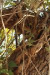 <img100*0:stuff/z/73640/Autumn%2520Vines/i1259907389_1.jpg>