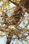 <img100*0:stuff/z/73640/Autumn%2520Vines/i1259907389_2.jpg>