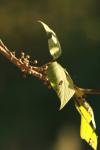 <img100*0:stuff/z/73640/Autumn%2520Vines/i1259907389_5.jpg>