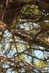 <img100*0:stuff/z/73640/Autumn%2520Vines/i1259907389_6.jpg>
