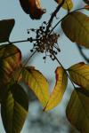 <img100*0:stuff/z/73640/Autumn%2520Vines/i1259907390_12.jpg>
