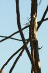 <img100*0:stuff/z/73640/Autumn%2520Vines/i1259907390_13.jpg>