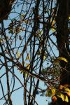 <img100*0:stuff/z/73640/Autumn%2520Vines/i1259907390_14.jpg>