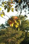 <img100*0:stuff/z/73640/Autumn%2520Vines/i1259907390_15.jpg>