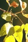 <img100*0:stuff/z/73640/Autumn%2520Vines/i1259907390_16.jpg>