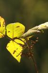 <img100*0:stuff/z/73640/Autumn%2520Vines/i1259907391_20.jpg>