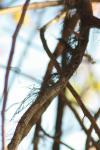 <img100*0:stuff/z/73640/Autumn%2520Vines/i1259907391_21.jpg>