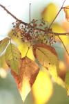 <img100*0:stuff/z/73640/Autumn%2520Vines/i1259907391_22.jpg>