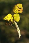<img100*0:stuff/z/73640/Autumn%2520Vines/i1259907391_26.jpg>