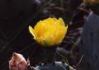 Cactus Reference.1