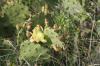<img100*0:stuff/z/73640/Cactus%2520Reference.1/i1264986041_10.jpg>