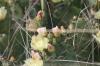 <img100*0:stuff/z/73640/Cactus%2520Reference.1/i1264986041_11.jpg>