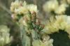 <img100*0:stuff/z/73640/Cactus%2520Reference.1/i1264986041_12.jpg>