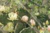 <img100*0:stuff/z/73640/Cactus%2520Reference.1/i1264986041_13.jpg>