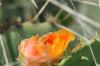 <img100*0:stuff/z/73640/Cactus%2520Reference.1/i1264986041_14.jpg>