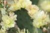 <img100*0:stuff/z/73640/Cactus%2520Reference.1/i1264986041_15.jpg>