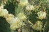 <img100*0:stuff/z/73640/Cactus%2520Reference.1/i1264986041_16.jpg>