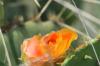 <img100*0:stuff/z/73640/Cactus%2520Reference.1/i1264986041_17.jpg>