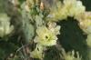 <img100*0:stuff/z/73640/Cactus%2520Reference.1/i1264986041_18.jpg>