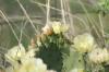 <img100*0:stuff/z/73640/Cactus%2520Reference.1/i1264986041_19.jpg>