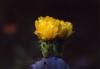 <img100*0:stuff/z/73640/Cactus%2520Reference.1/i1264986041_2.jpg>