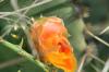 <img100*0:stuff/z/73640/Cactus%2520Reference.1/i1264986041_20.jpg>