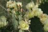 <img100*0:stuff/z/73640/Cactus%2520Reference.1/i1264986041_3.jpg>