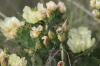 <img100*0:stuff/z/73640/Cactus%2520Reference.1/i1264986041_4.jpg>