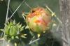 <img100*0:stuff/z/73640/Cactus%2520Reference.1/i1264986041_5.jpg>