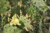 <img100*0:stuff/z/73640/Cactus%2520Reference.1/i1264986041_7.jpg>