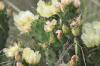 <img100*0:stuff/z/73640/Cactus%2520Reference.1/i1264986041_8.jpg>