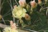 <img100*0:stuff/z/73640/Cactus%2520Reference.1/i1264986041_9.jpg>