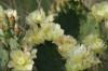 <img100*0:stuff/z/73640/Cactus%2520Reference.1/i1264986042_21.jpg>