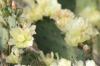 <img100*0:stuff/z/73640/Cactus%2520Reference.1/i1264986042_22.jpg>