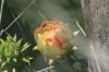 <img100*0:stuff/z/73640/Cactus%2520Reference.1/i1264986042_23.jpg>