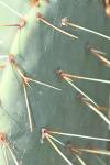 <img100*0:stuff/z/73640/Cactus%2520Reference.1/i1264988147_1.jpg>