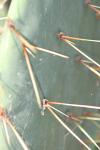 <img100*0:stuff/z/73640/Cactus%2520Reference.1/i1264988147_2.jpg>